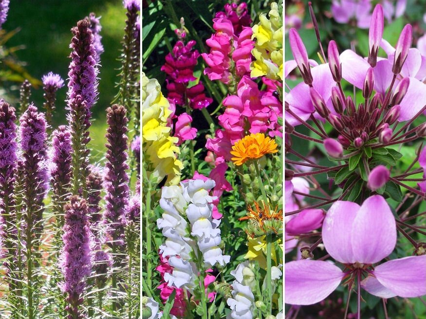 Szárazságtűrő virágok a kertben – neked van belőlük?