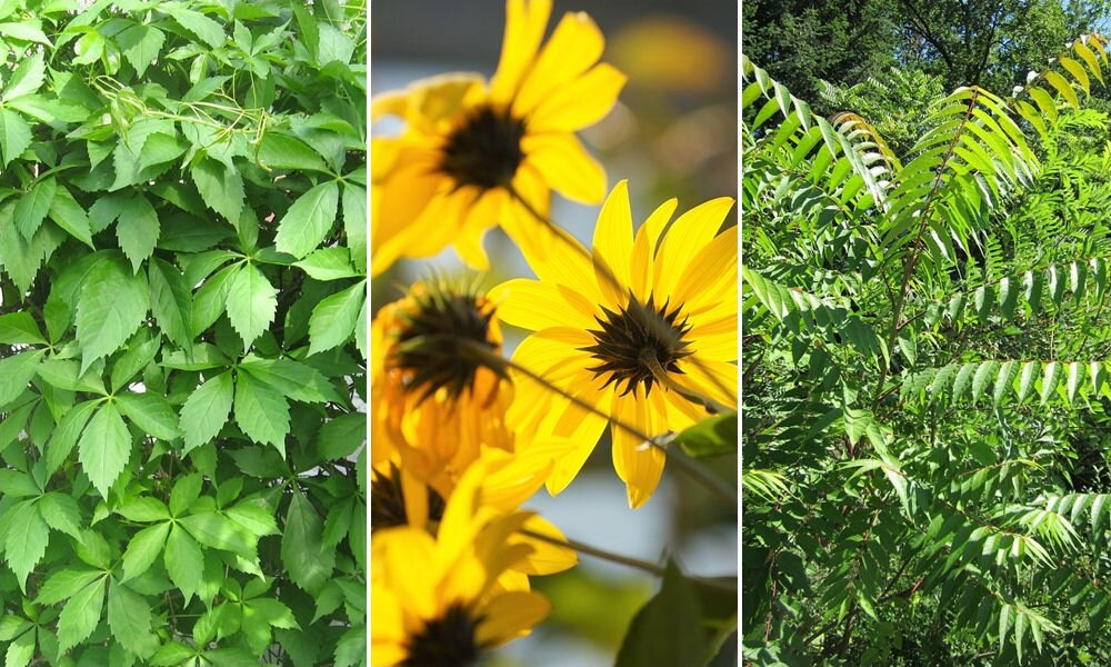 7 növény, amely ragaszkodik a kertben az örök élethez