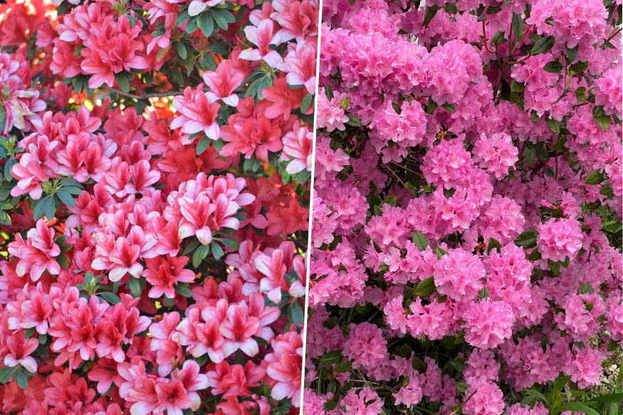 azalea cserepben viragpompas 03