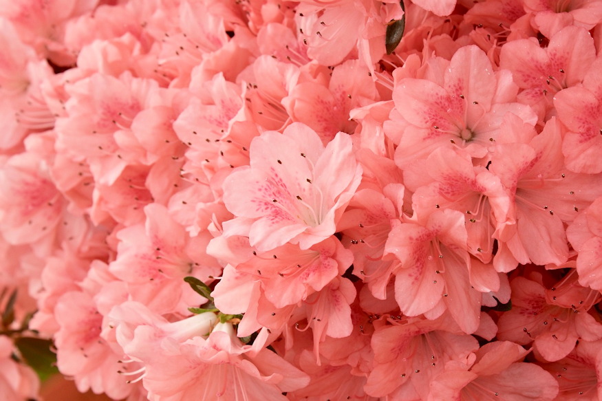 azalea cserepben viragpompas 04