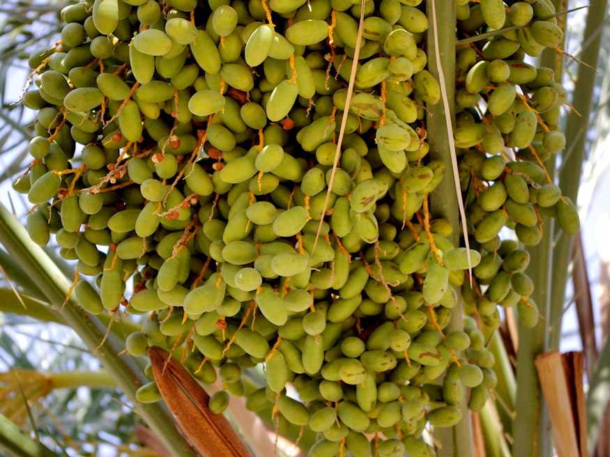 datolyapalma sivatag aranya 05