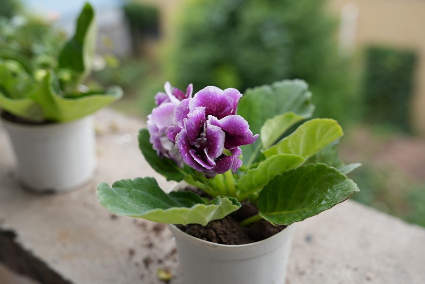 gloxinia barsonyszirmu 02