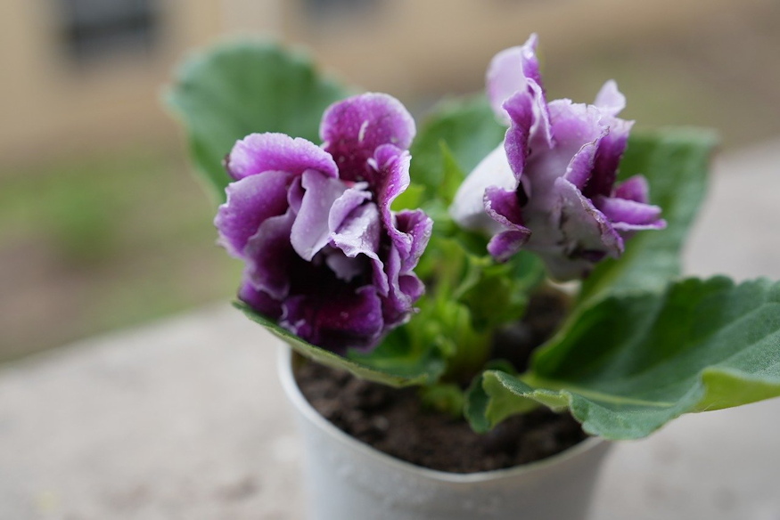 gloxinia barsonyszirmu 03