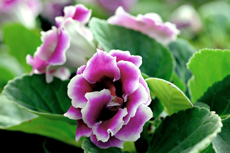 gloxinia barsonyszirmu 04
