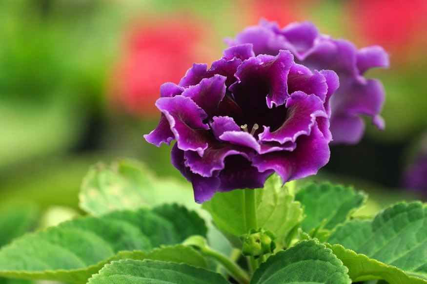 gloxinia barsonyszirmu 05