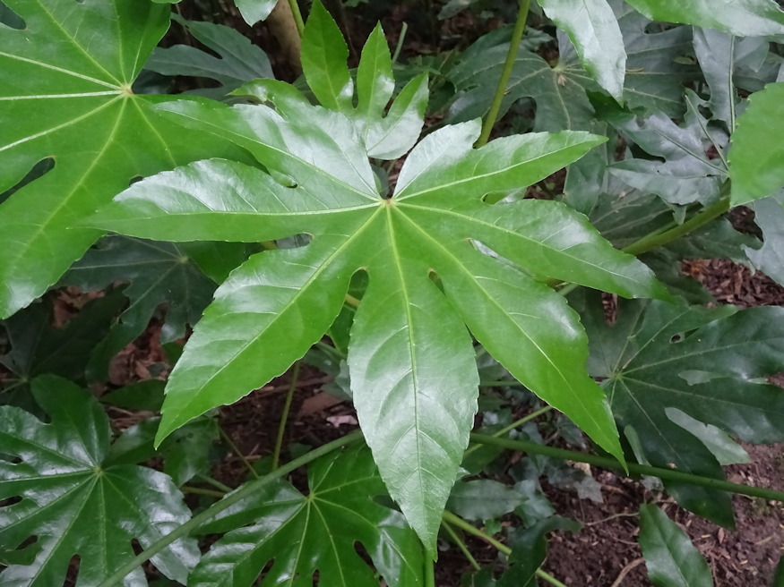 japan aralia elegancia 02