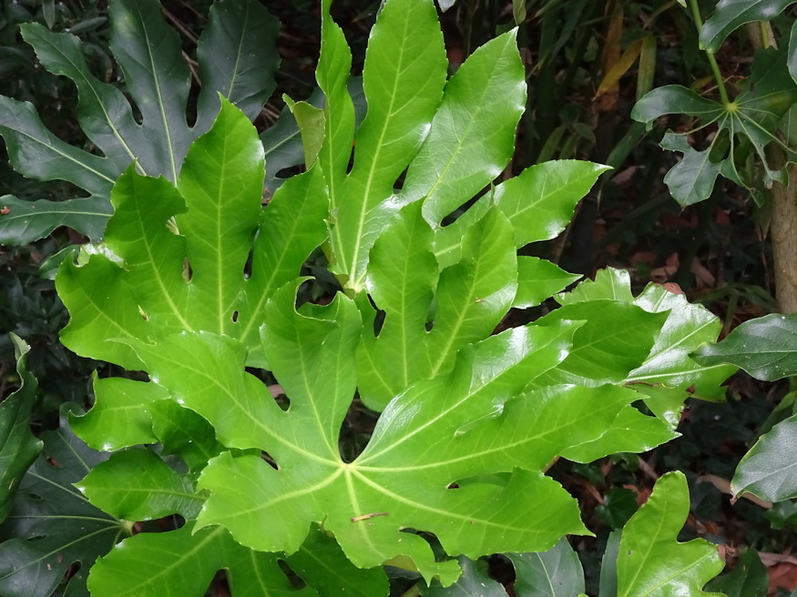 japan aralia elegancia 03
