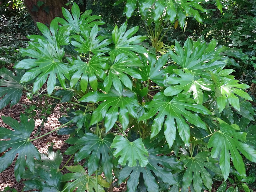 japan aralia elegancia 04