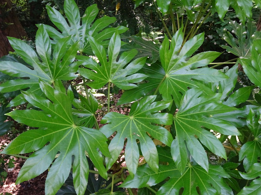 japan aralia elegancia 05