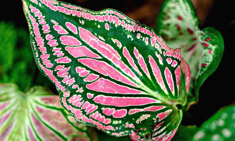 5 szobanövény, amely szépséges, színes leveleivel díszít