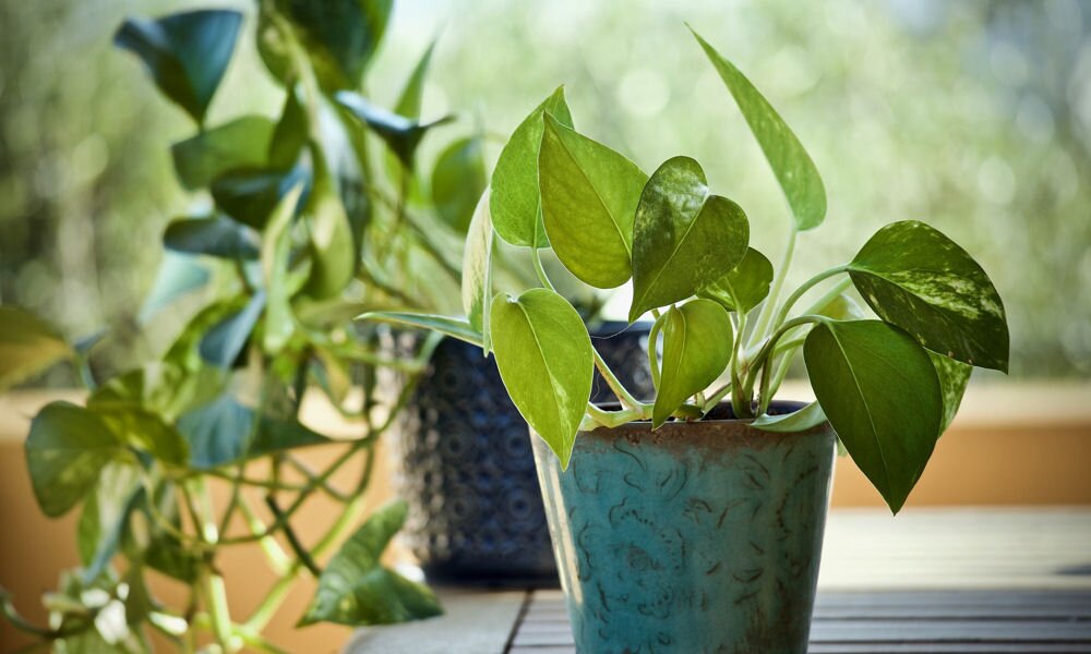 Ne vedd félvállról: ettől a 3 dologtól függ a szobanövények egészsége
