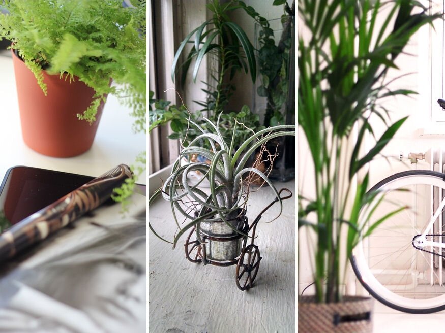 Fényigényes és árnyékkedvelő szobanövények: melyiket hova tegyük?