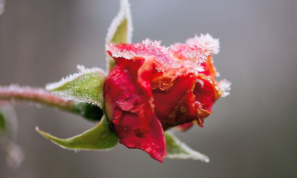 Téli védelem a rózsáknak – ha kemény fagyok jönnek