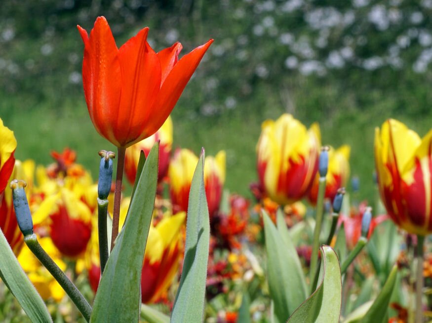 tulipan magrol 01