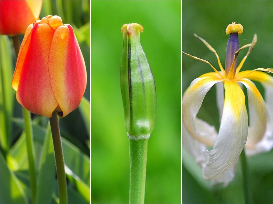Így kell a tulipánt magról felnevelni
