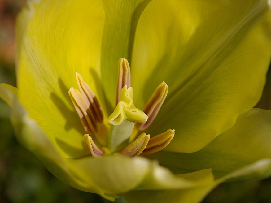 tulipan magrol 06