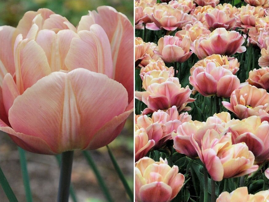 tulipancsodak 02