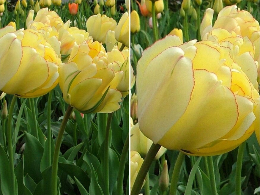 tulipancsodak 05