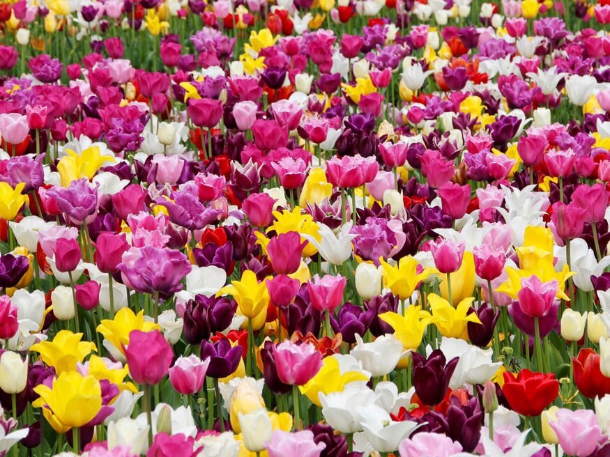 Tulipáncsodák: a duplaszirmútól a liliomvirágúig