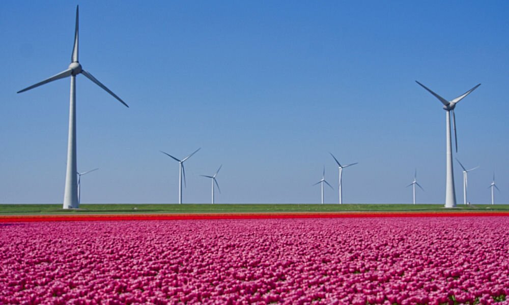 Szívfacsaró látvány: Hollandiában a tulipánok 80%-a a szemétkupacon végezte