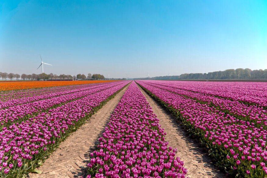 tulipanmezo hollandia 03