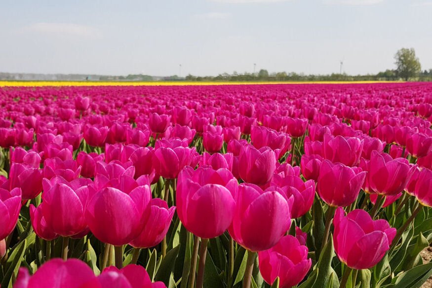 tulipanmezo hollandia 04