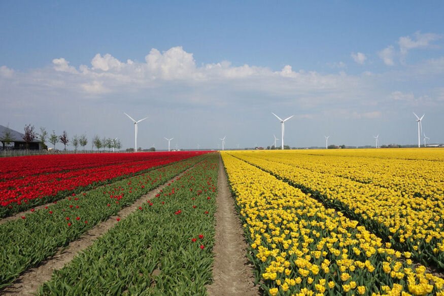 tulipanmezo hollandia 05