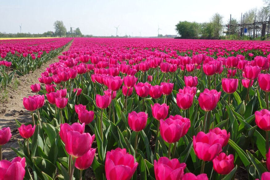 tulipanmezo hollandia 07