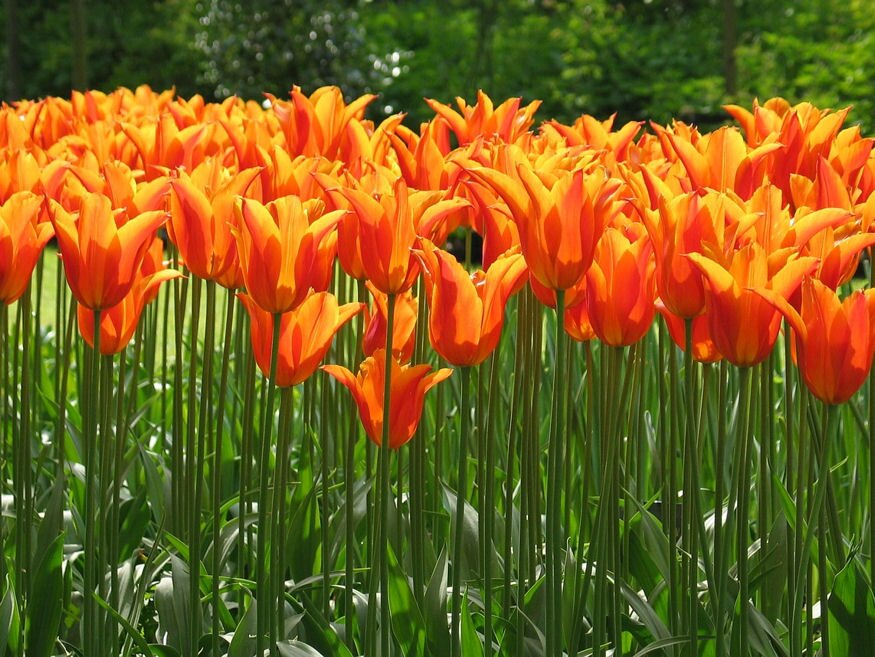 tulipanultetes 07