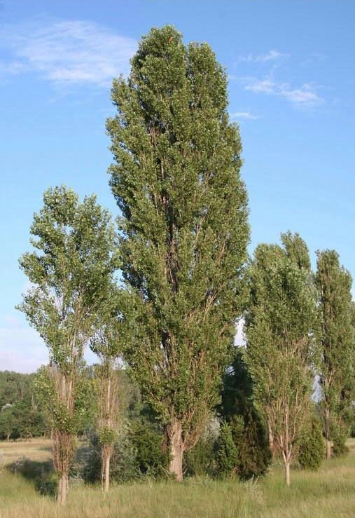 utcafronti fak populus nigra iItalica