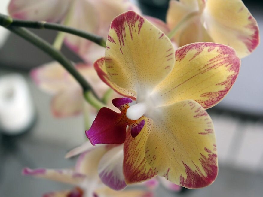 valtozatos orchideak 02