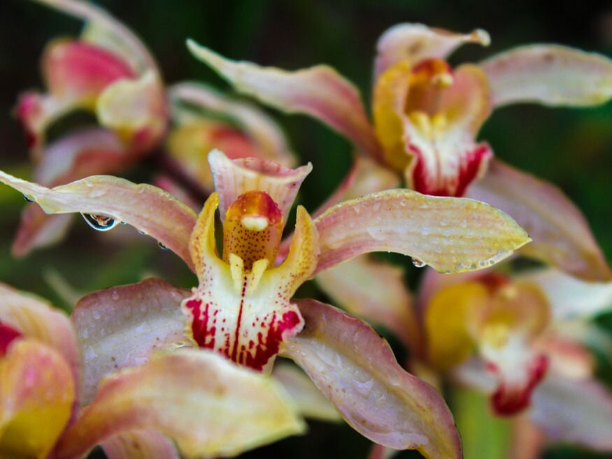 valtozatos orchideak 03