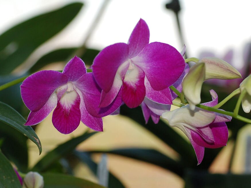 valtozatos orchideak 04