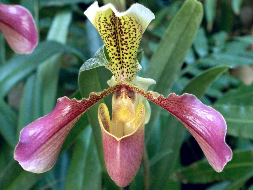 valtozatos orchideak 05