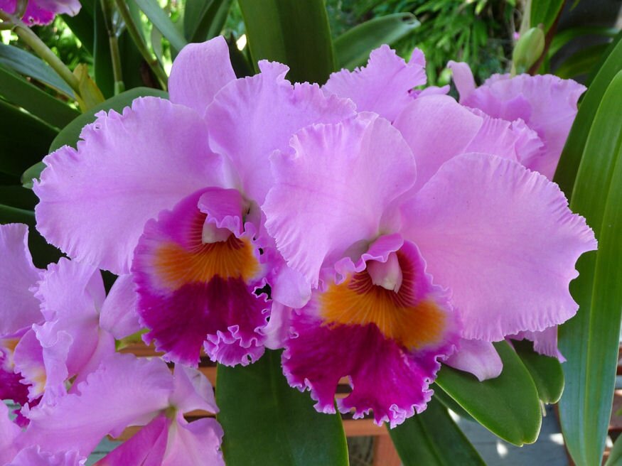 valtozatos orchideak 06