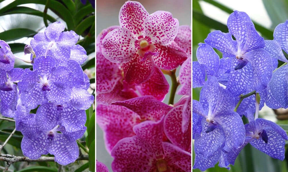 Igényes szépségek: így neveljük a vanda orchideákat