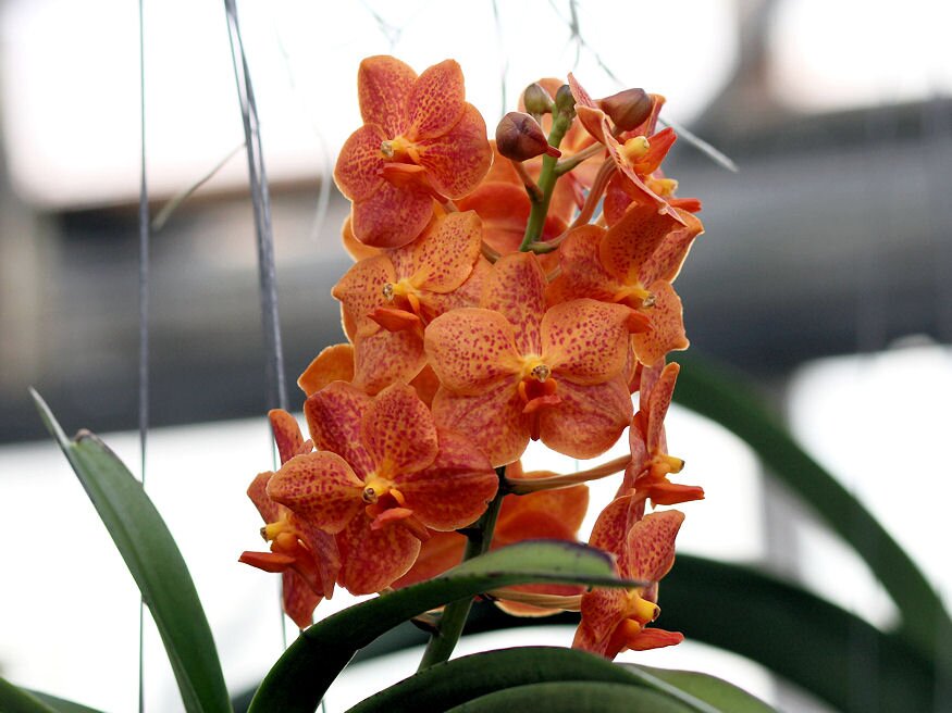 vanda orchidea 02