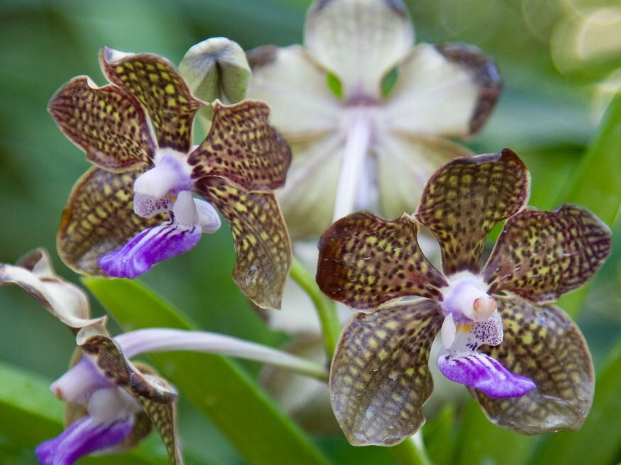vanda orchidea 06
