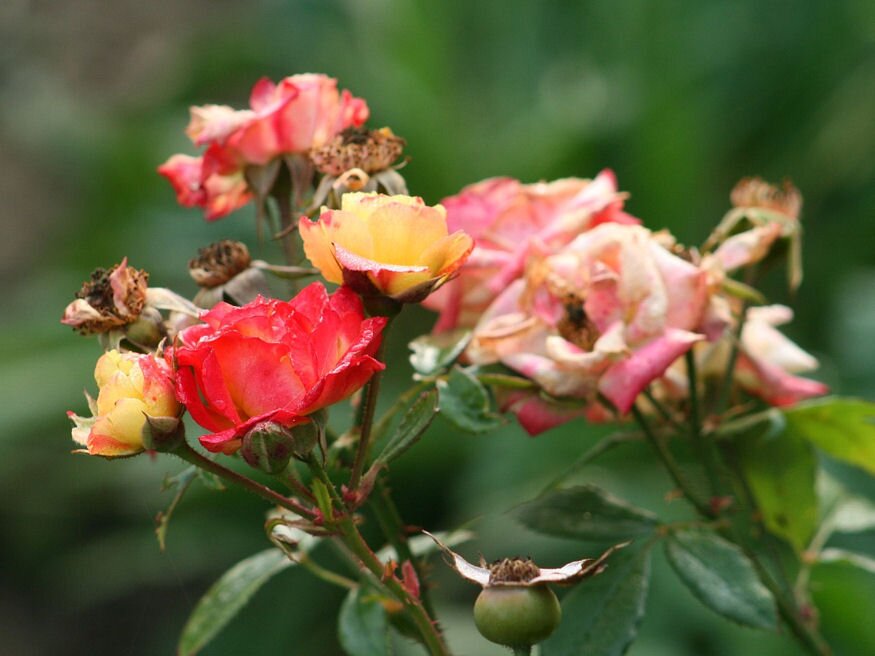 6 jó ok, miért érdemes az elnyílt virágfejeket eltávolítanunk