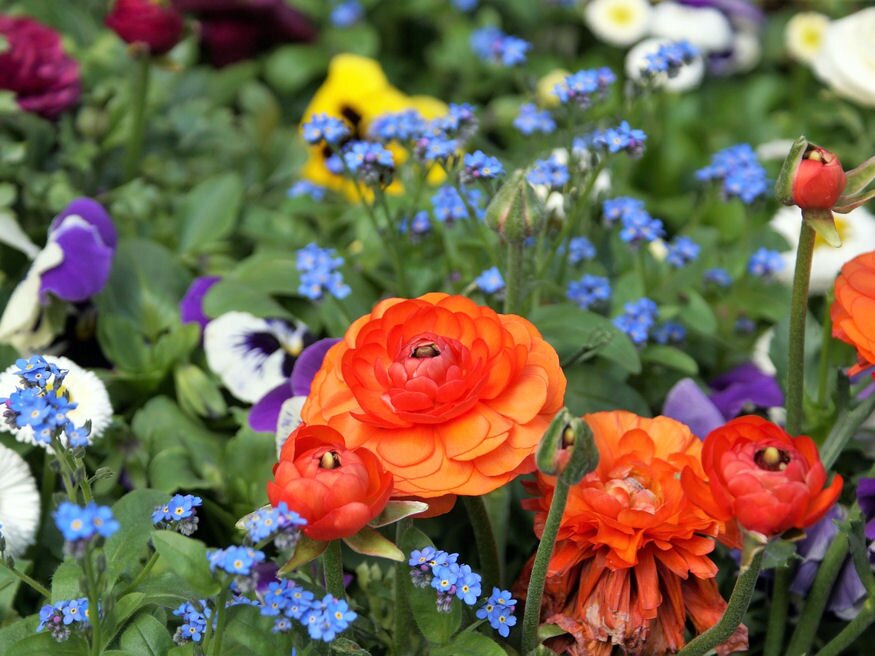 Virágoskert májusban: egy sor teendő vár a kertészre