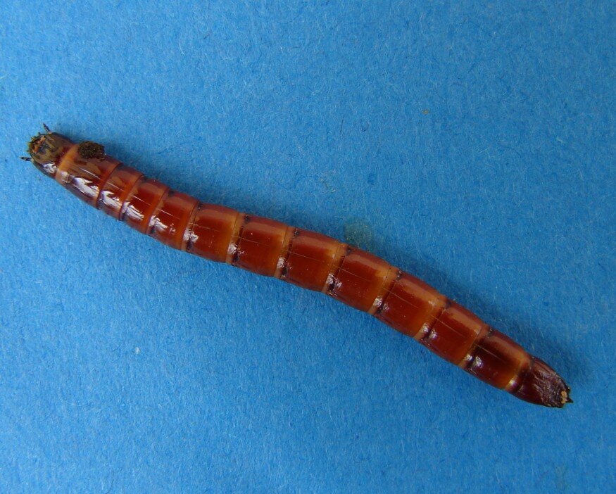 drotféreg larva vivasan parazita