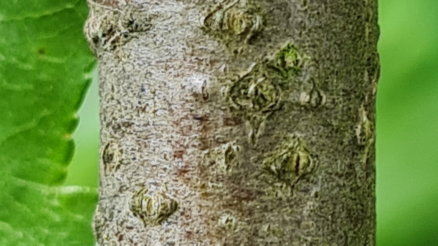 barkocafa finom almacska 02