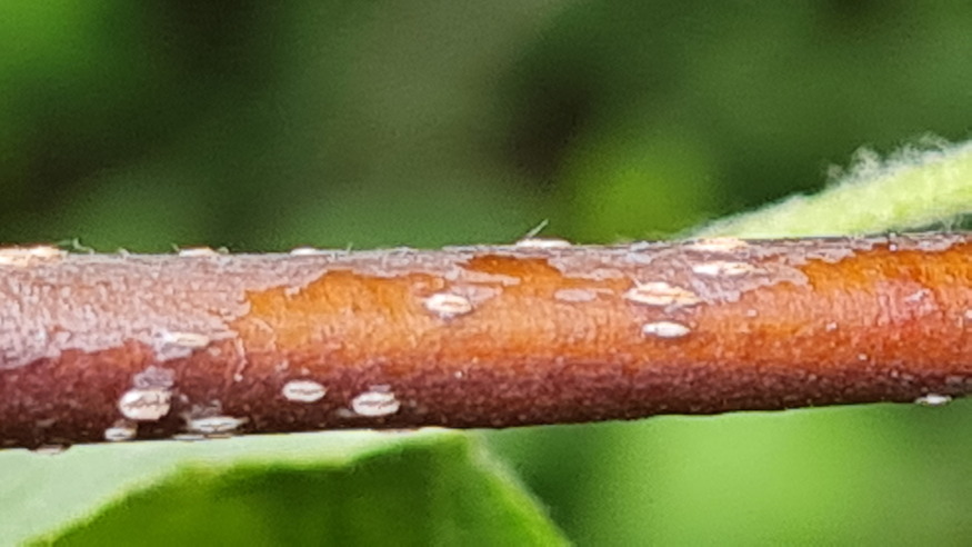 barkocafa finom almacska 03
