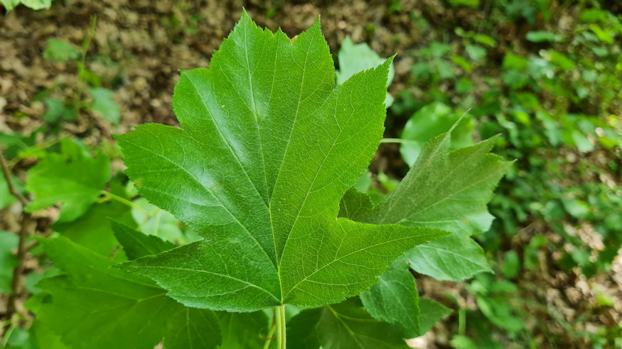 barkocafa finom almacska 06