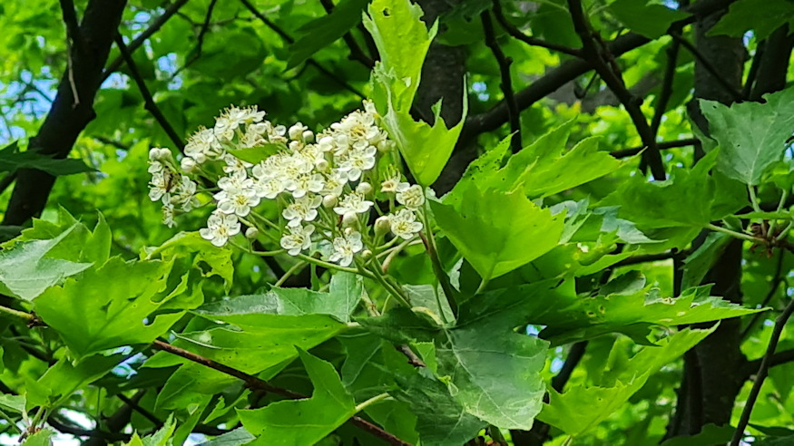 barkocafa finom almacska 08