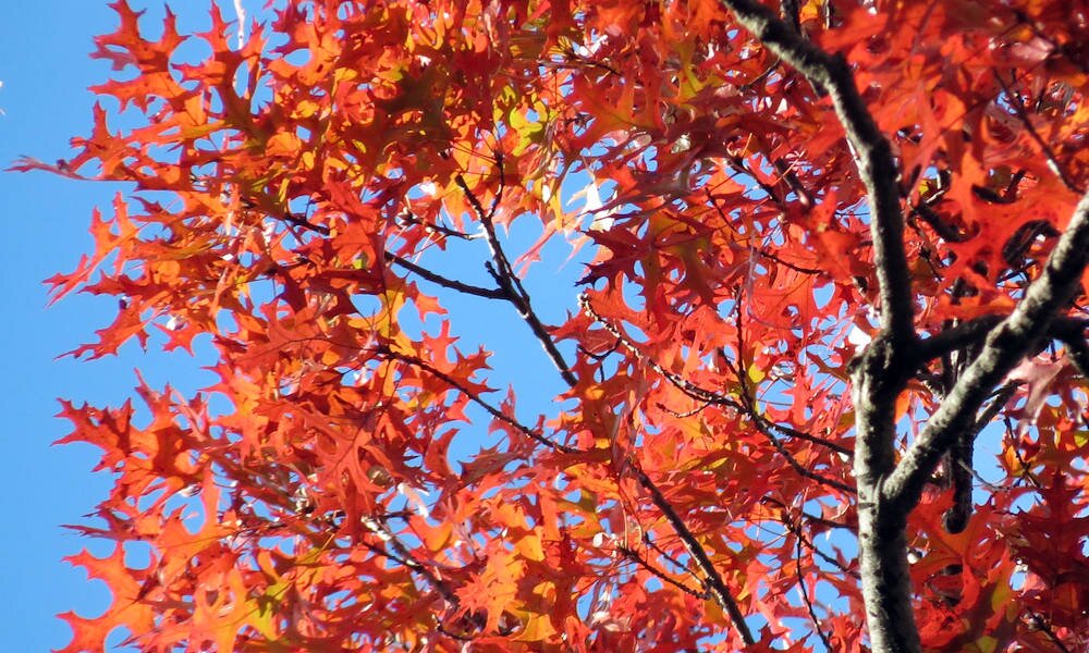 Meseszép őszi színnel díszít a bíbor tölgy