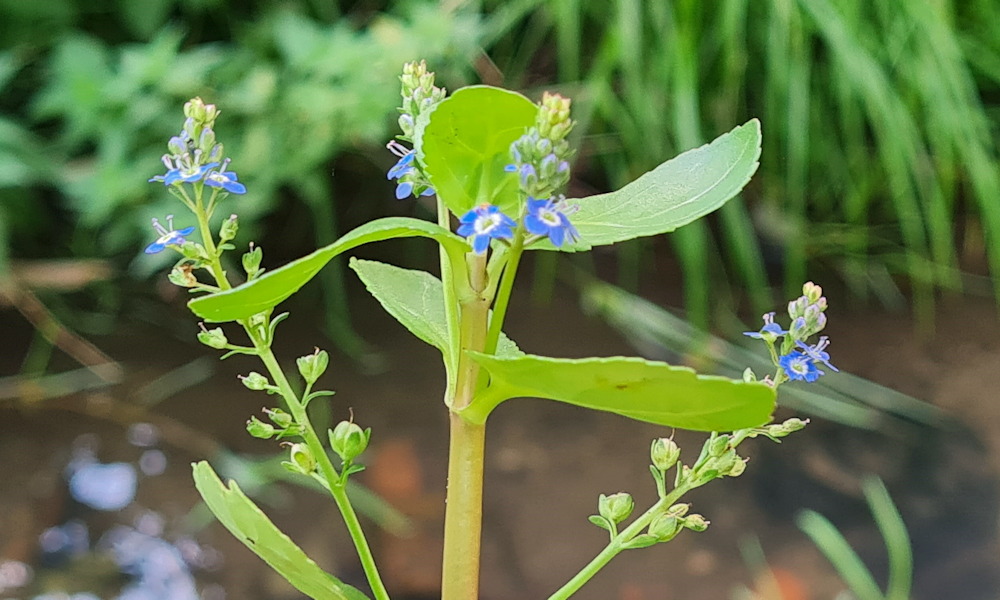 Deréce veronika: téli vitaminforrás kék virágokkal