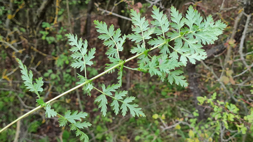 hegyI tomjenillat 05