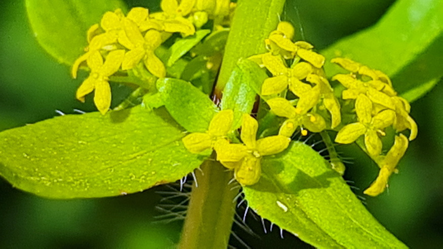 mezei keresztfu 08