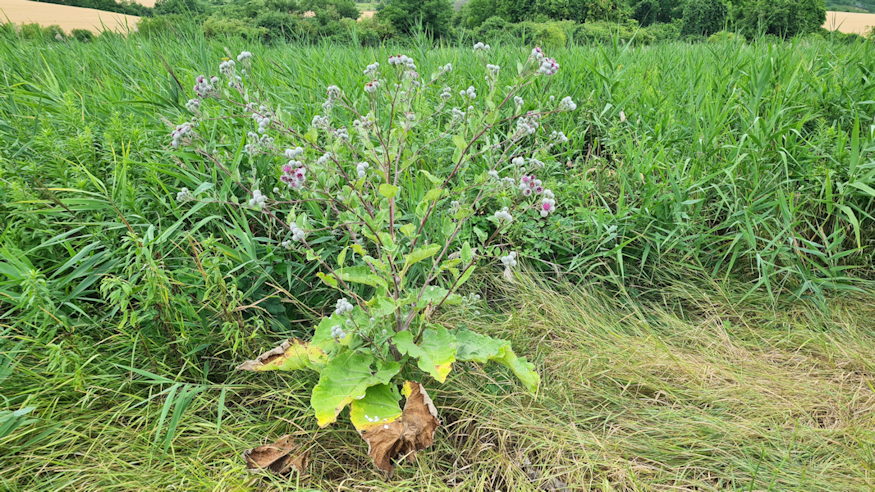 pokhalos bojtorjan 02